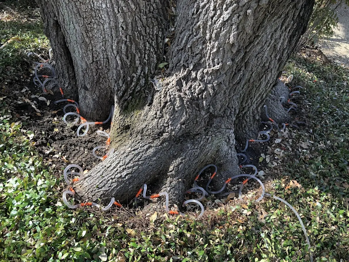 Detailed Tree Cabling and Bracing job site in Burr Oak