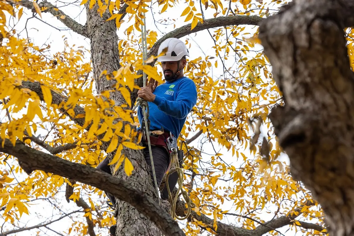 Skilled Tree Pruning crew working in Burr Oak